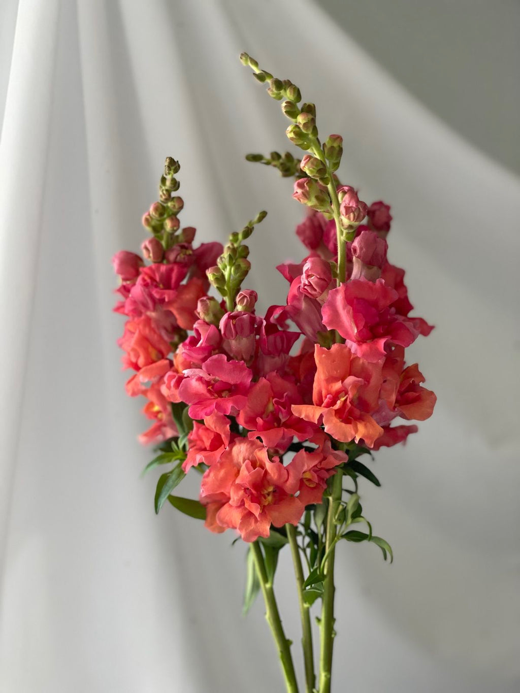 Snapdragon - Madame Butterfly Bronze