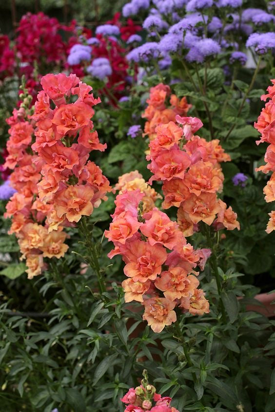 Snapdragon - Madame Butterfly Bronze
