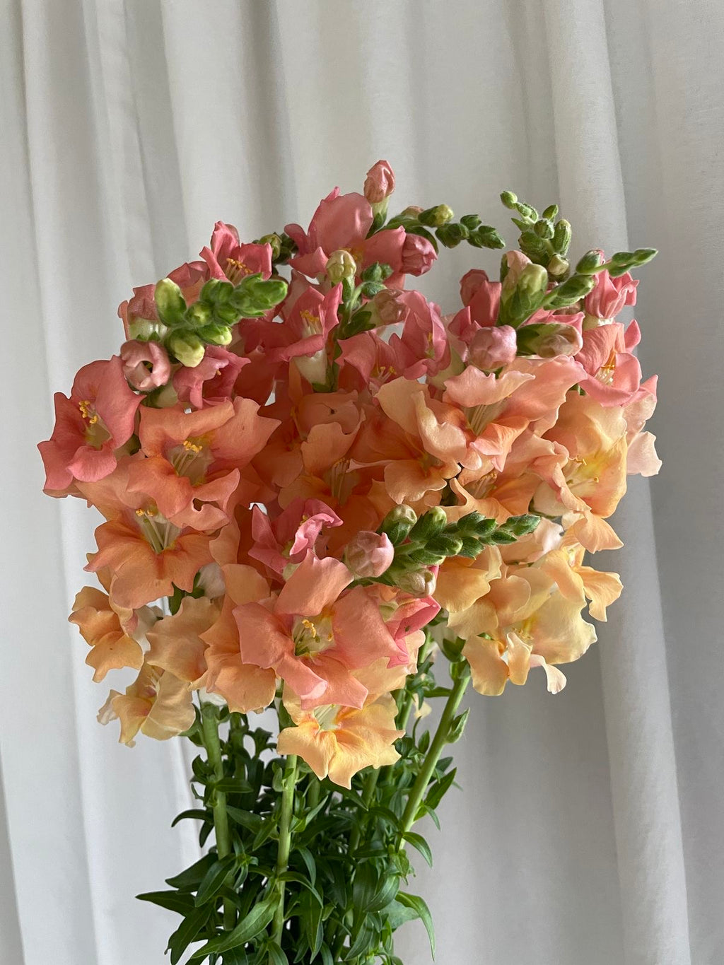 Snapdragon - Chantilly Light Salmon