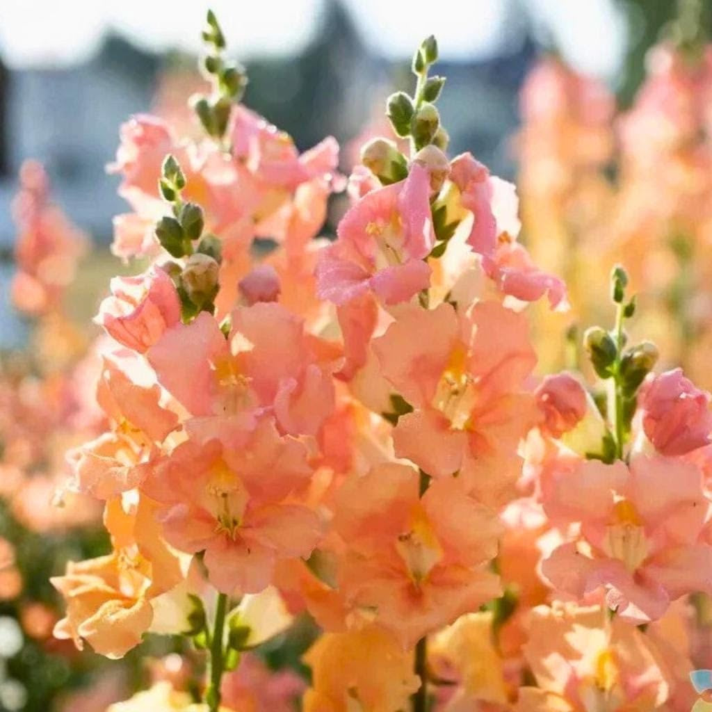 Snapdragon - Chantilly Light Salmon