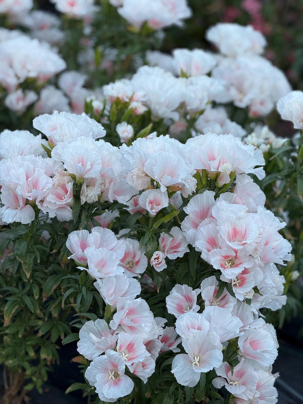 Godetia - Grace Shell Pink