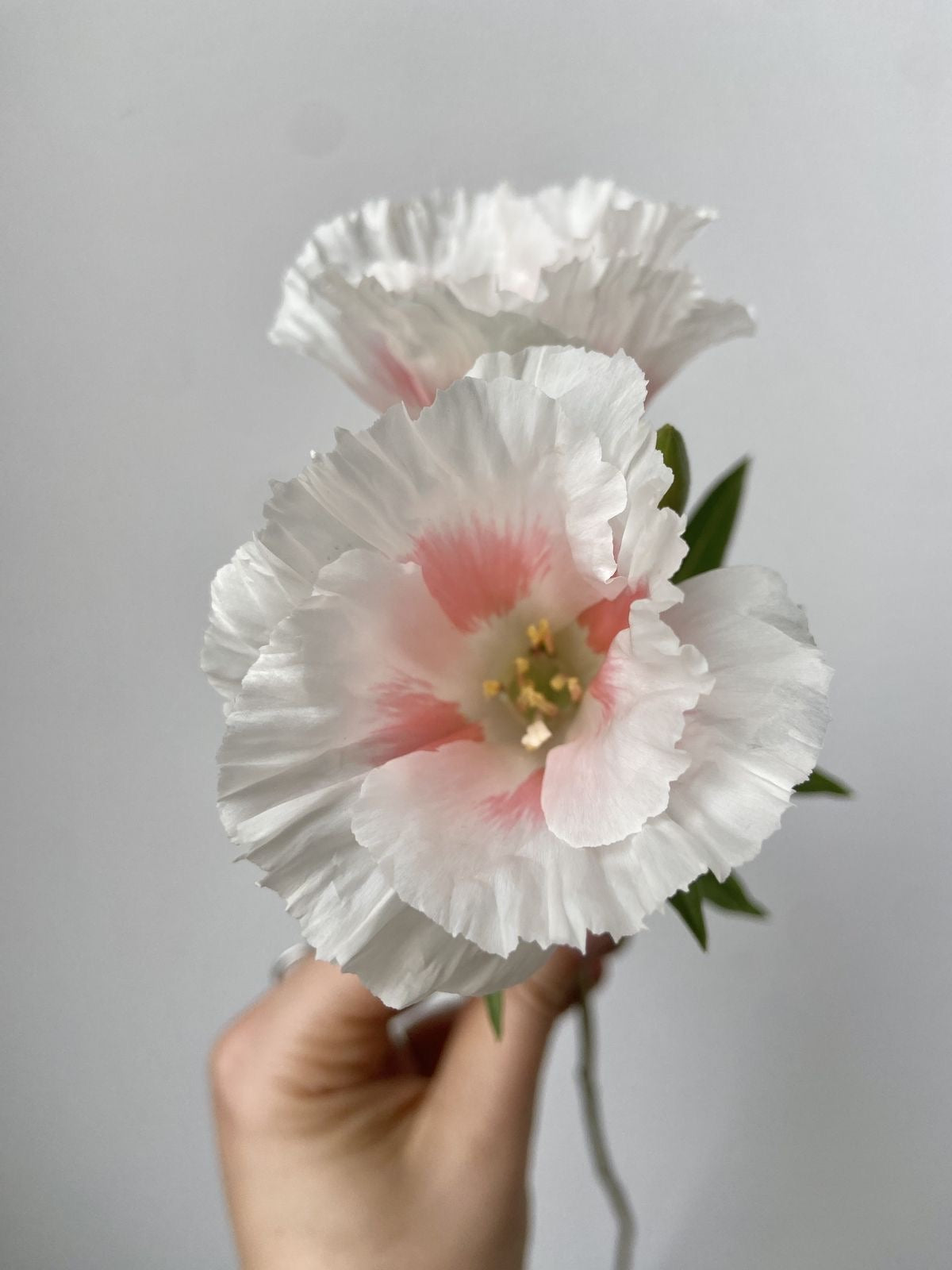 Godetia - Grace Shell Pink