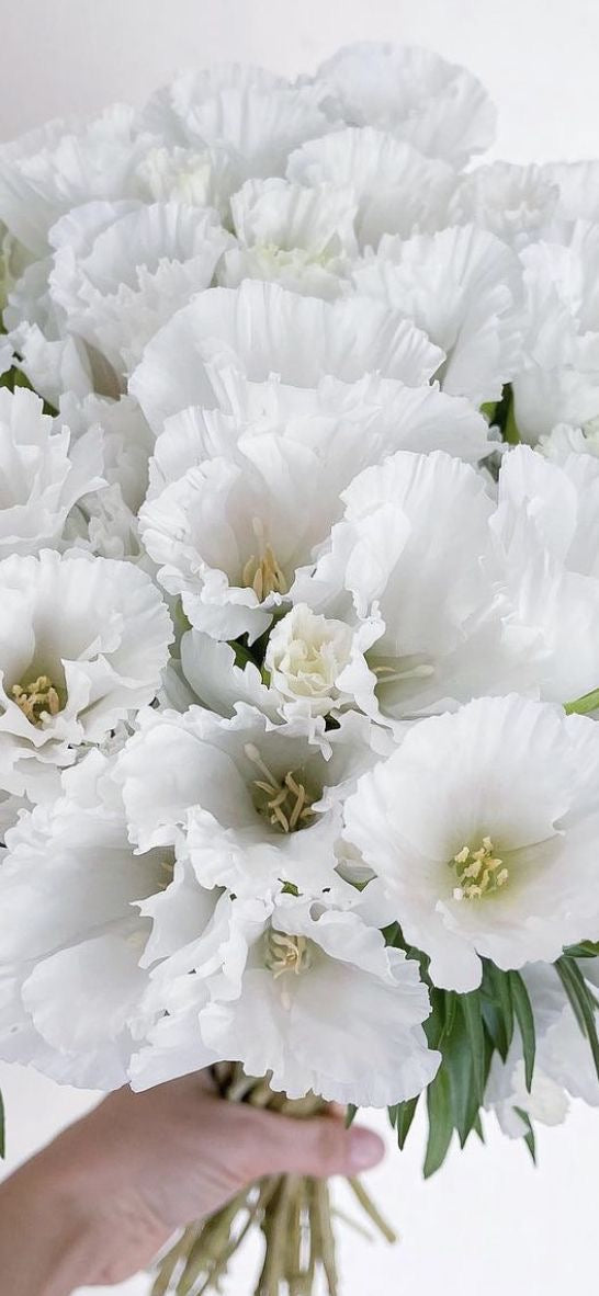 Godetia - Grace White