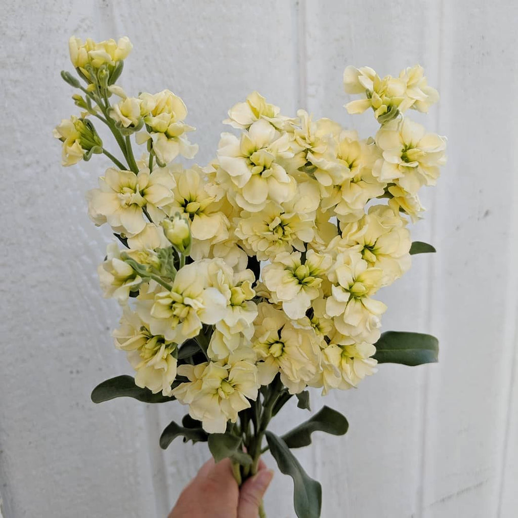Stock - Buttercream Yellow