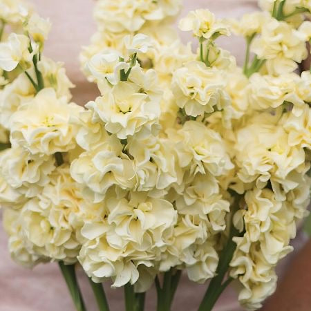 Stock - Buttercream Yellow