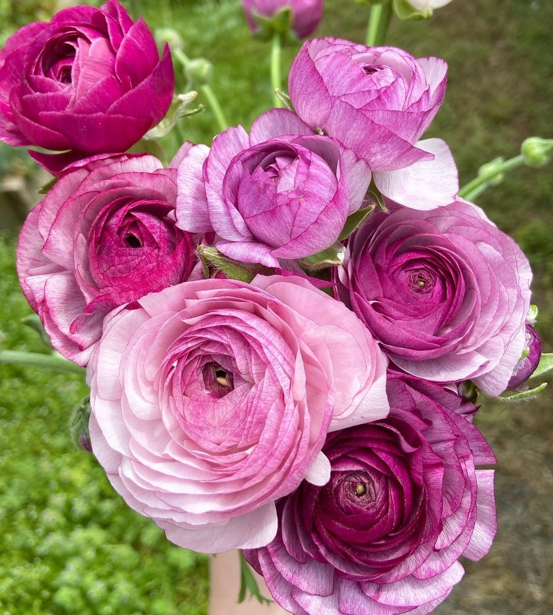 Ranunculus - Amandine Purple Jean