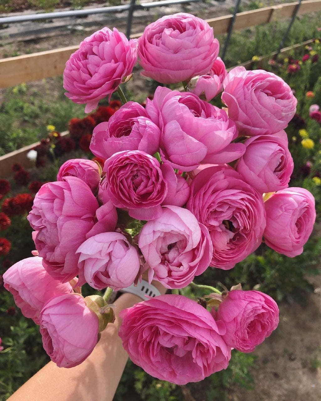 Ranunculus - Juliette