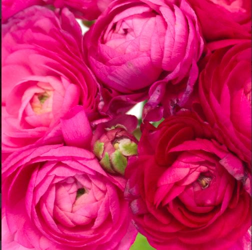 Ranunculus - Amandine Bon Bon