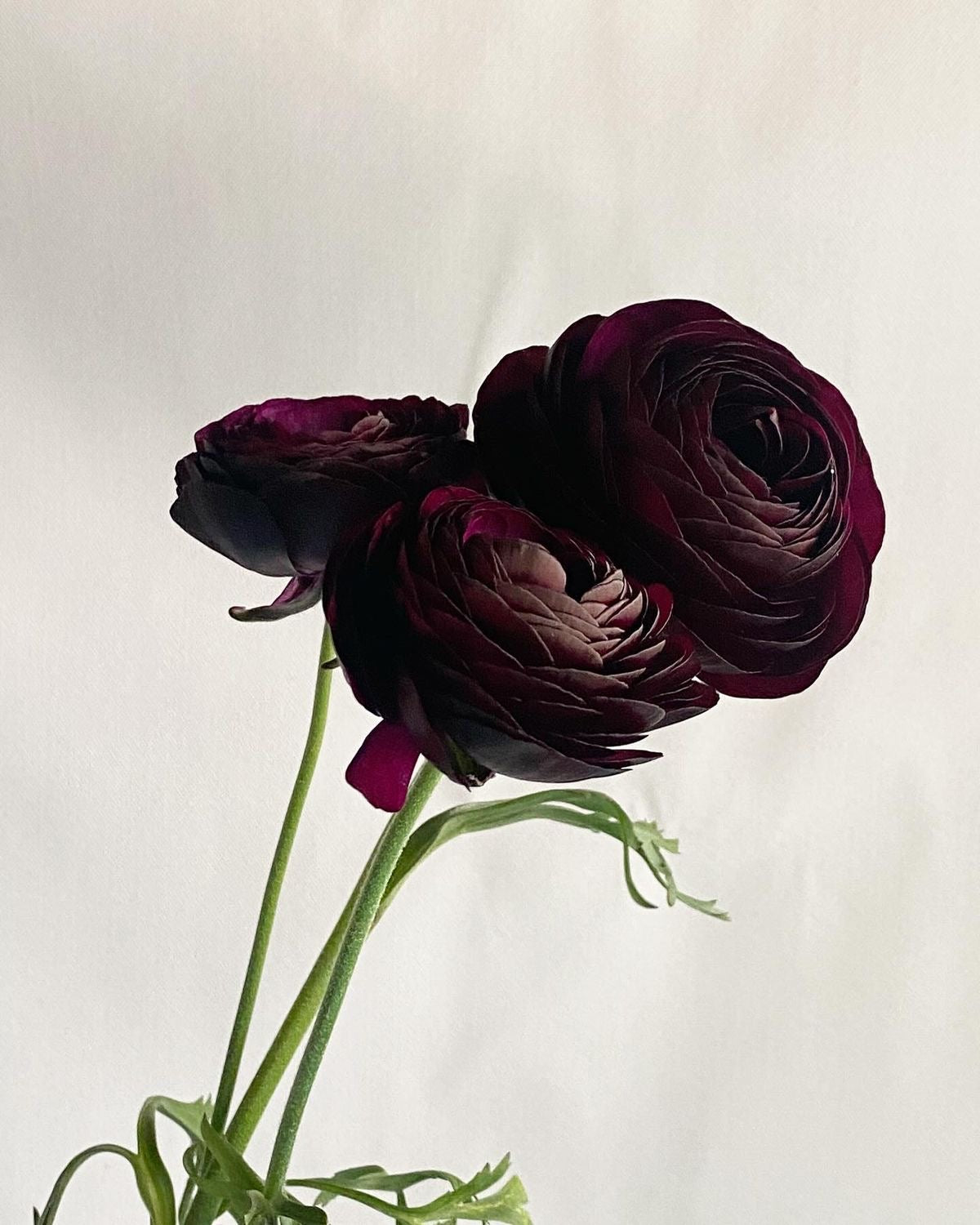 Ranunculus - Amandine Black