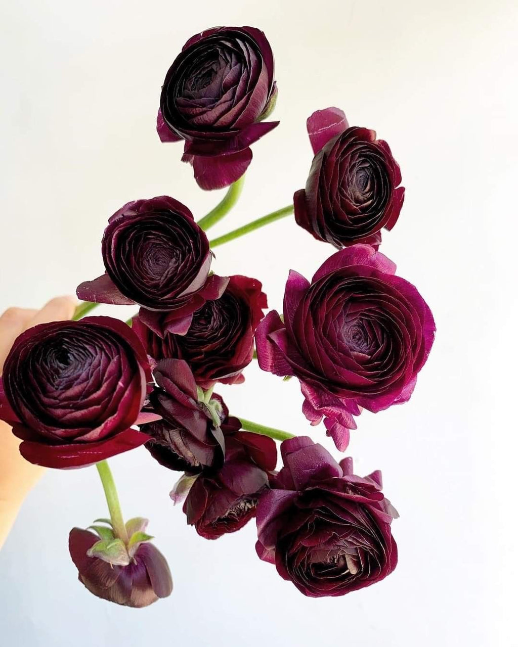 Ranunculus - Amandine Black