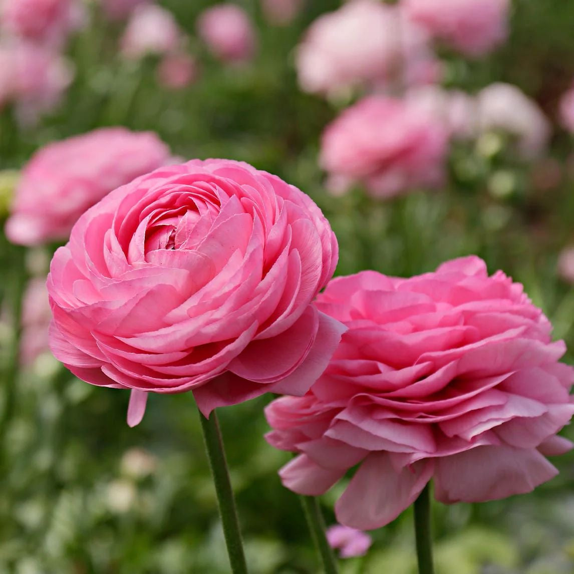Ranunculus - Amandine Pink