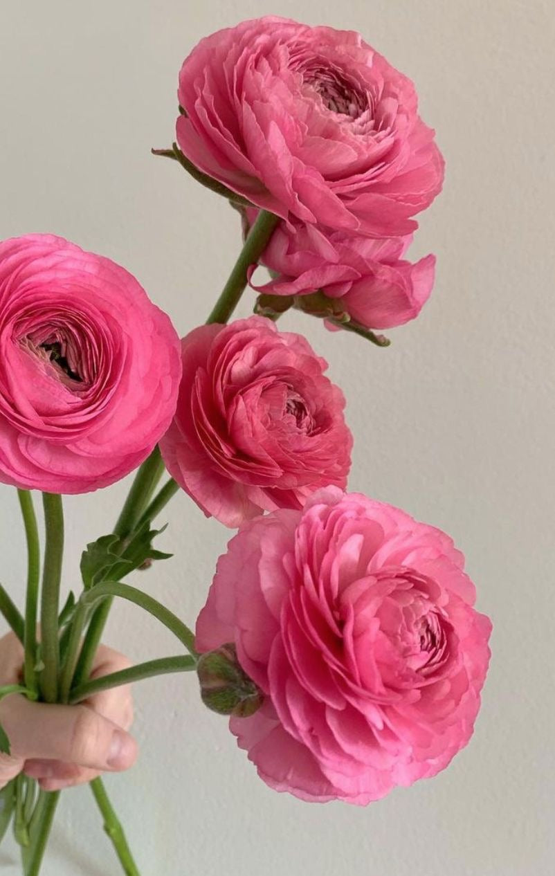Ranunculus - Amandine Pink