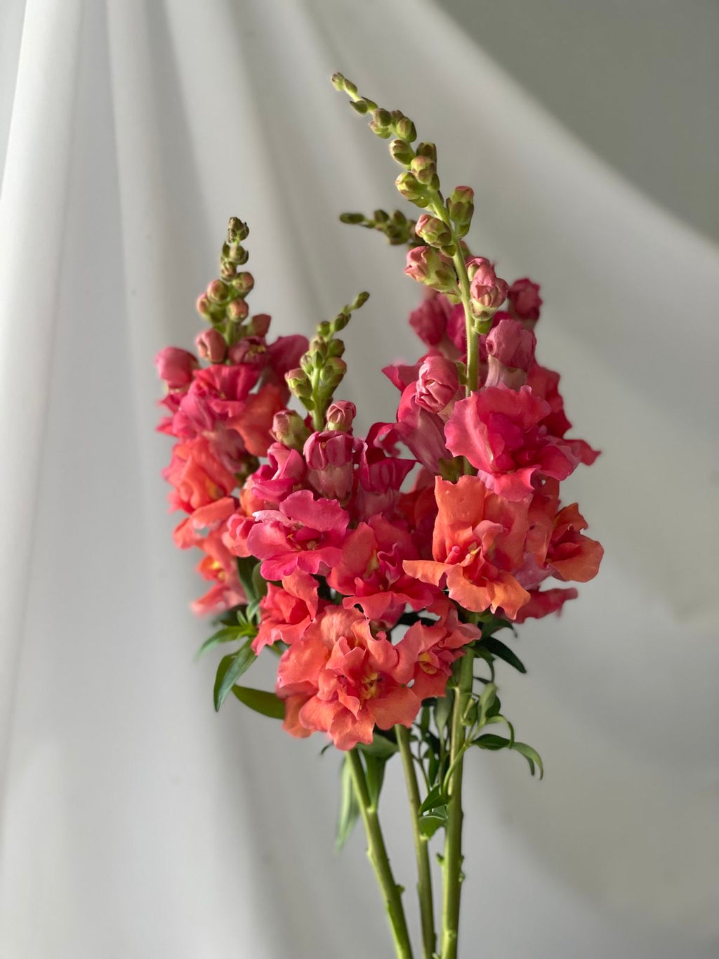 Snapdragon - Cherry Bronze