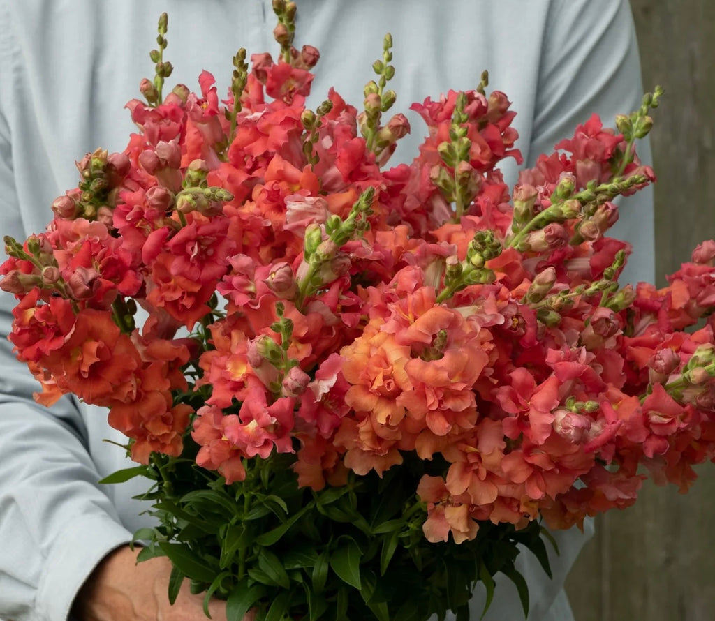 Snapdragon - Cherry Bronze