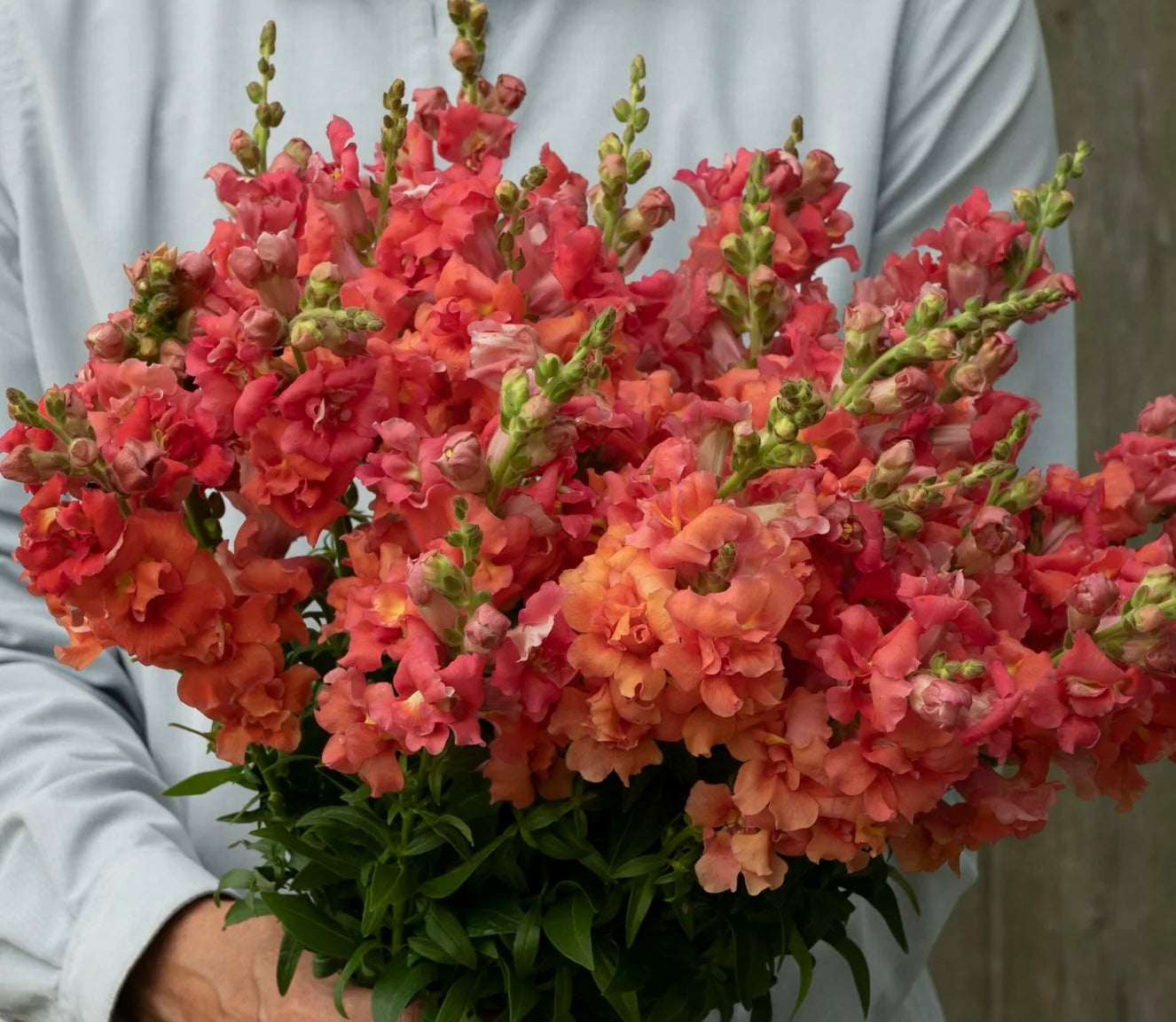 Snapdragon - Cherry Bronze