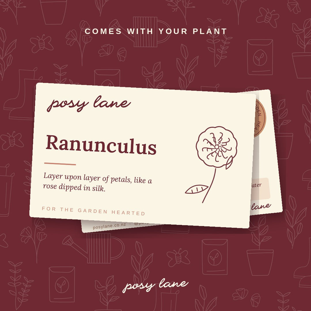 Ranunculus - Amandine Purple Jean
