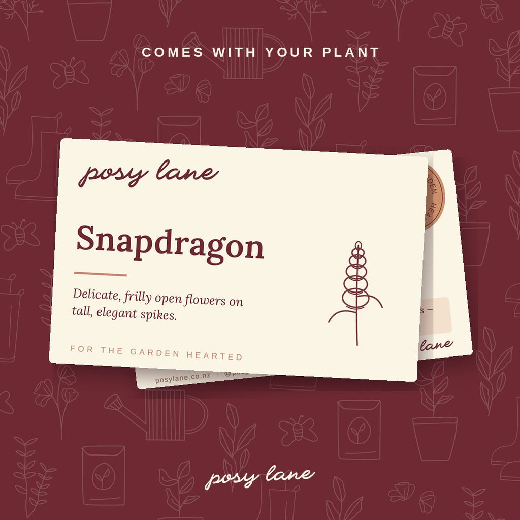 Snapdragon - Cherry Bronze