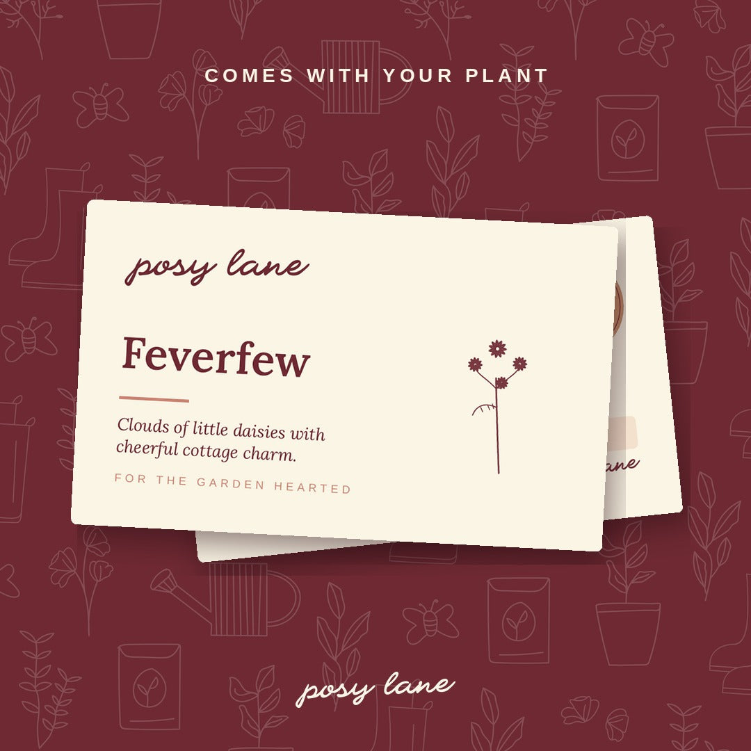 Feverfew - Snowball