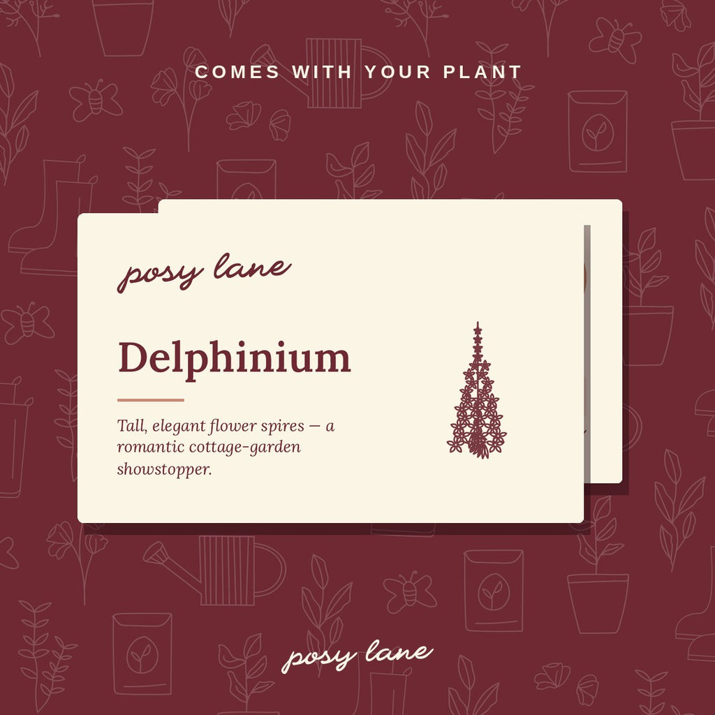 Delphinium - Sky Blue
