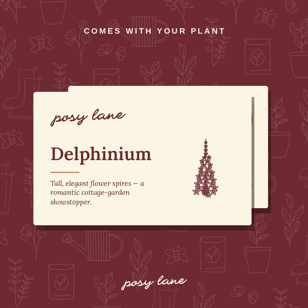 Delphinium - Sky Blue