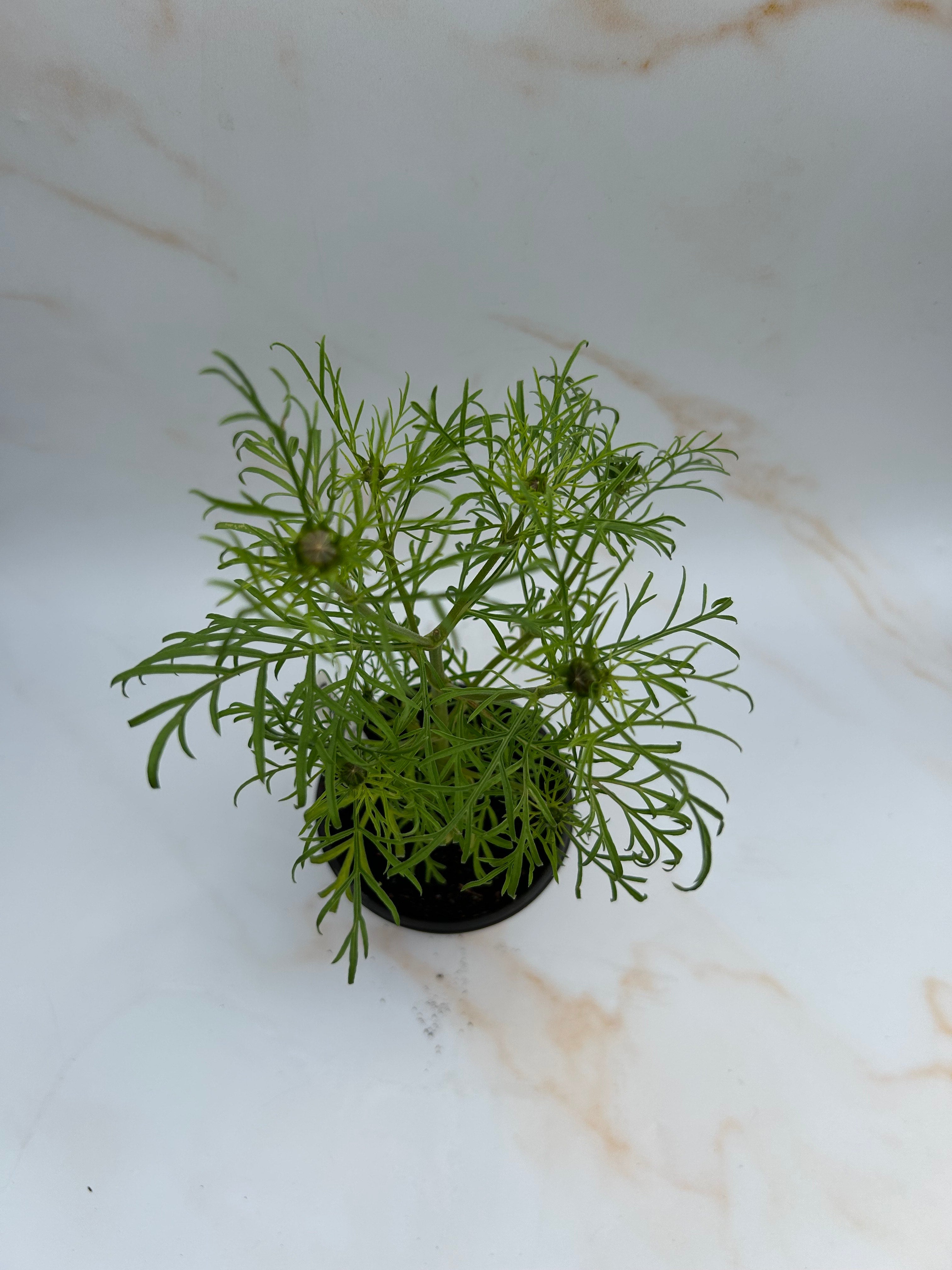 Cosmos - Apricot Lemonade