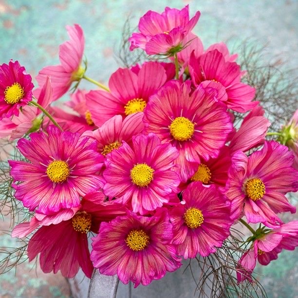 Cosmos - Pink