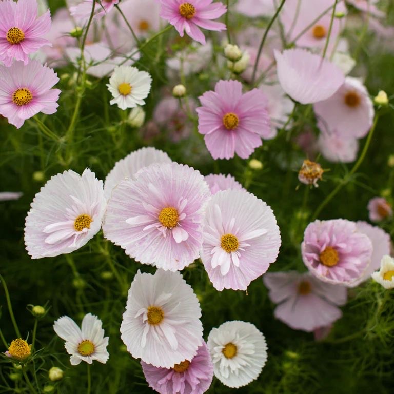 Cosmos - Cupcake