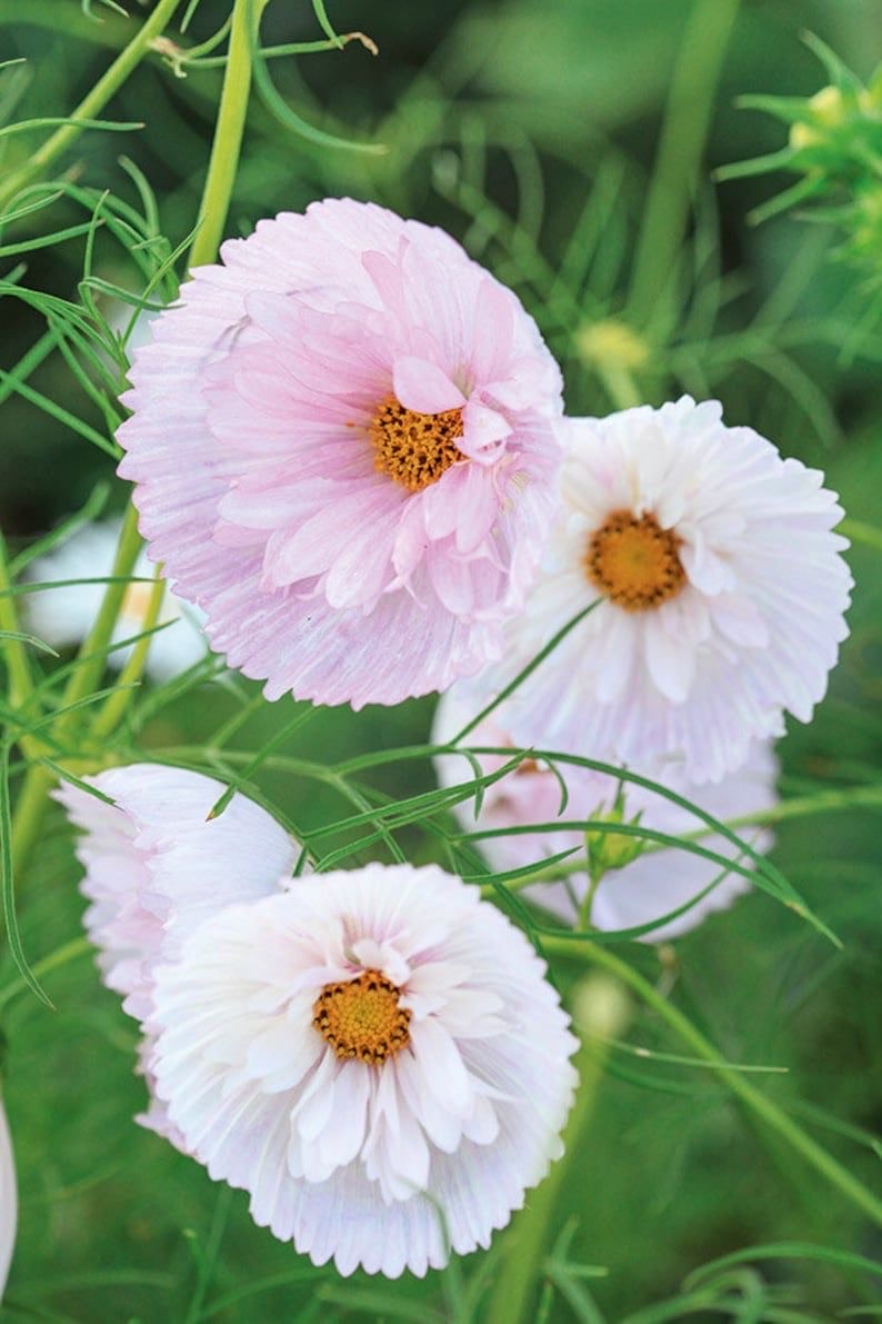 Cosmos - Cupcake