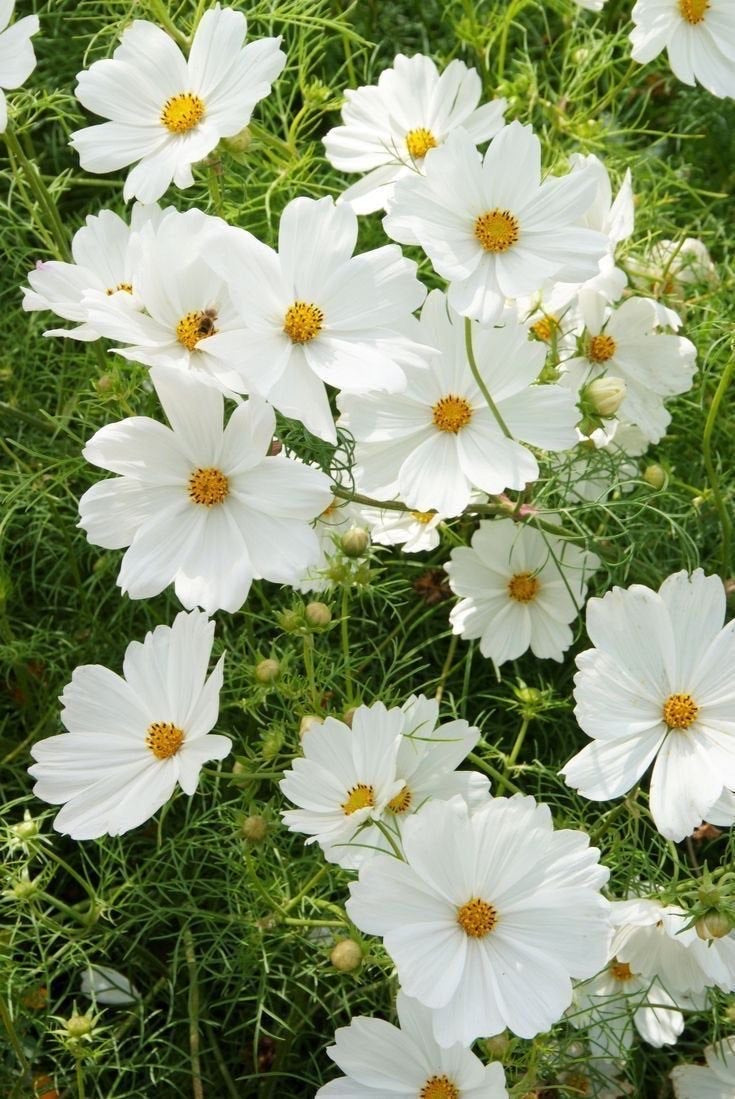 Cosmos - White