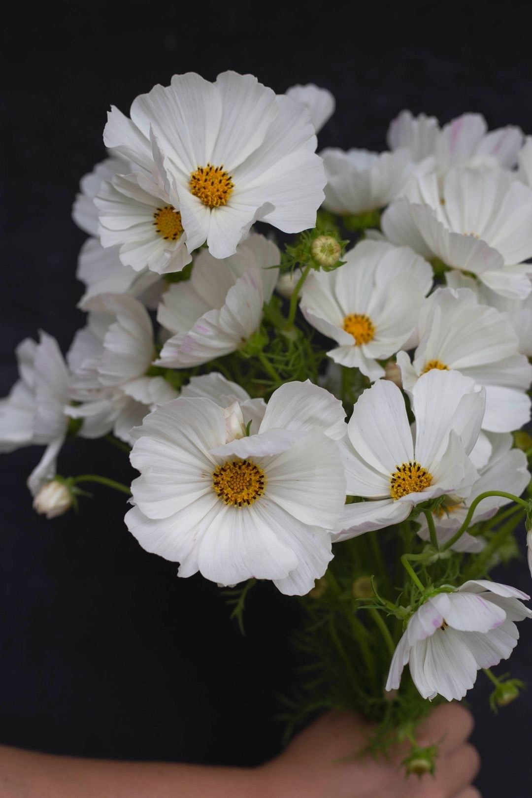 Cosmos - White