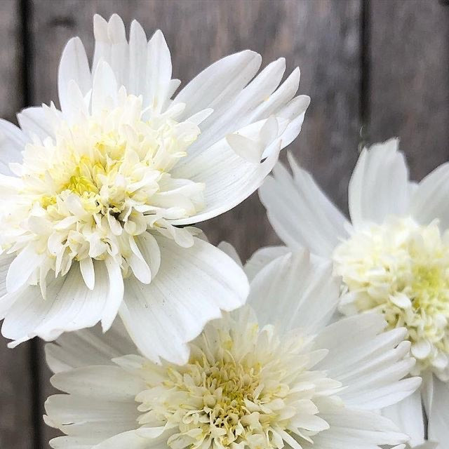 Cosmos - Popsock White