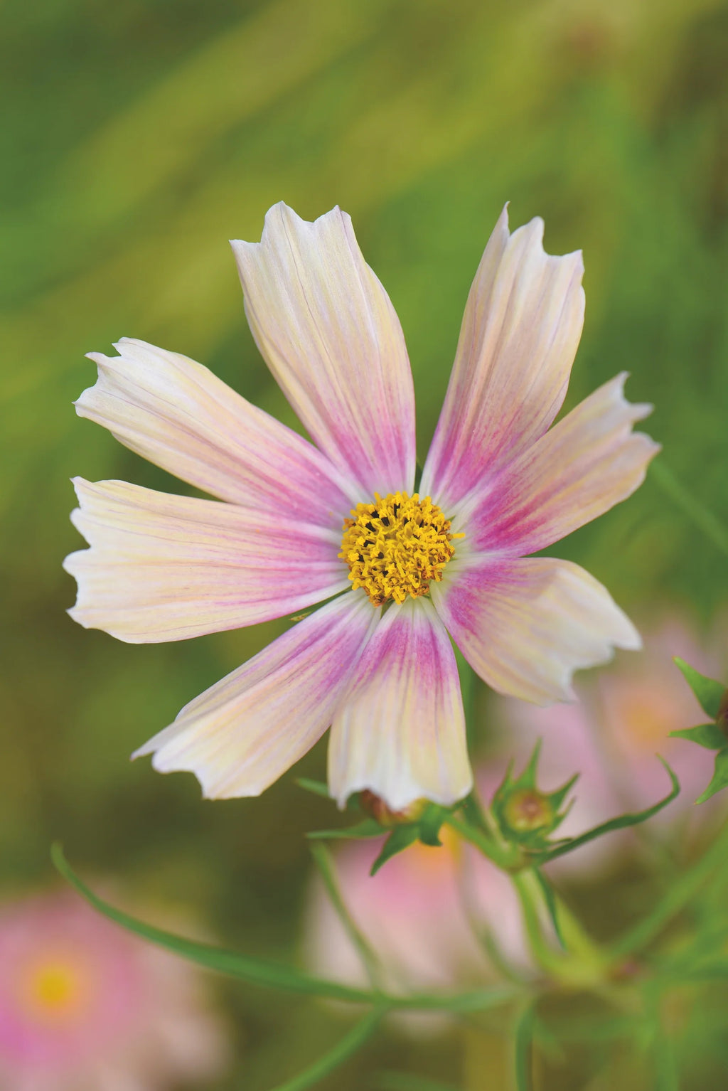 Cosmos - Apricot Lemonade