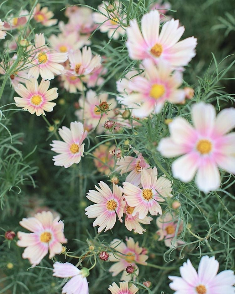 Cosmos - Apricot Lemonade