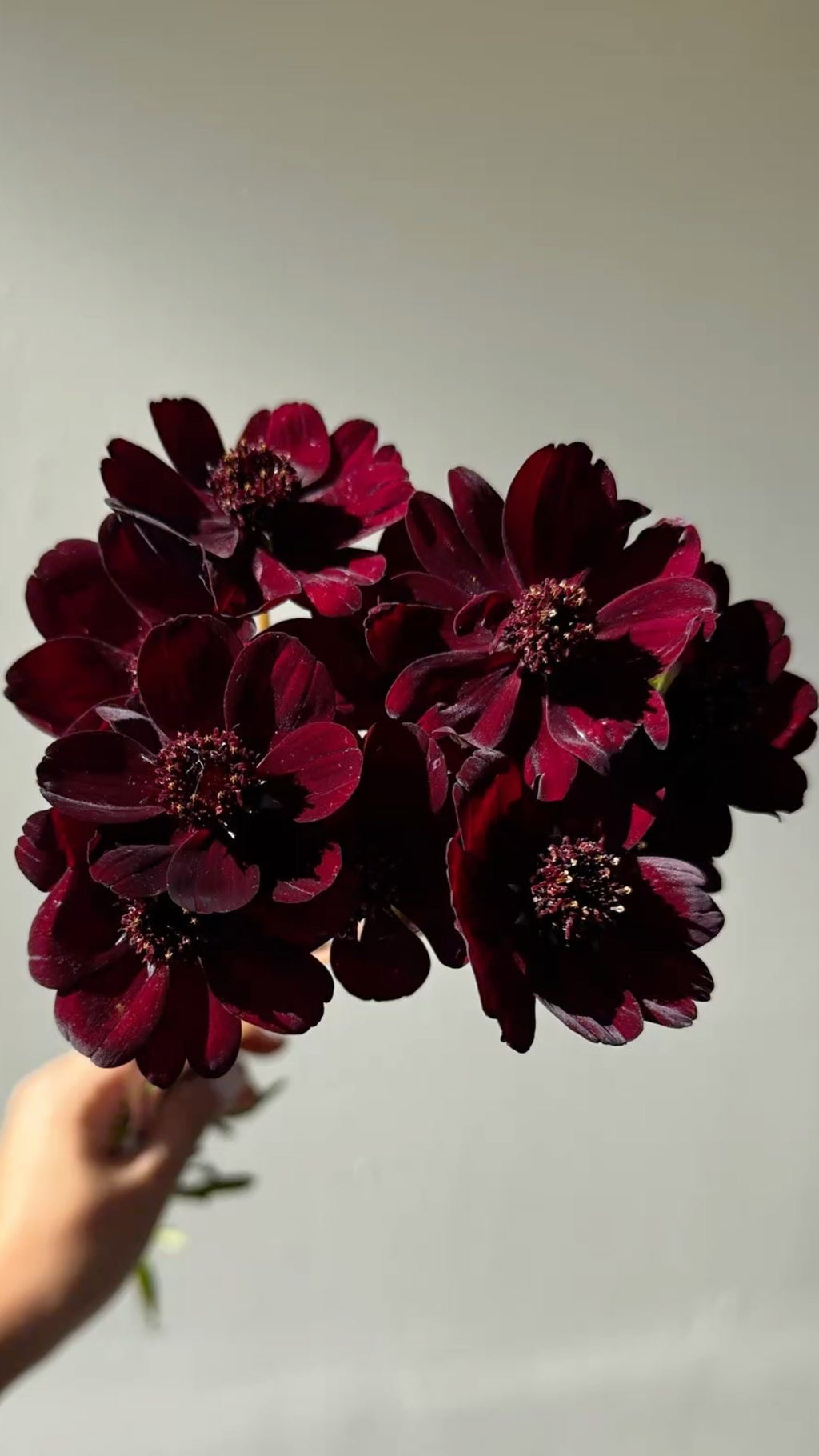 Cosmos - Chocolate