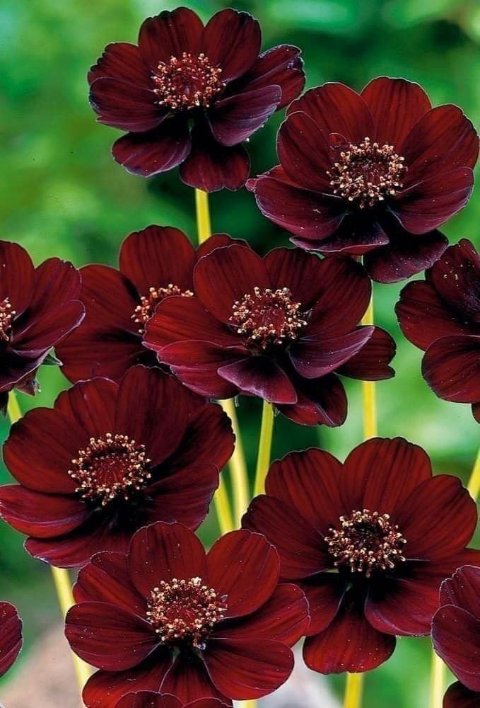 Cosmos - Chocolate