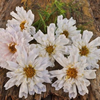 Cosmos - Double Click, White Puff