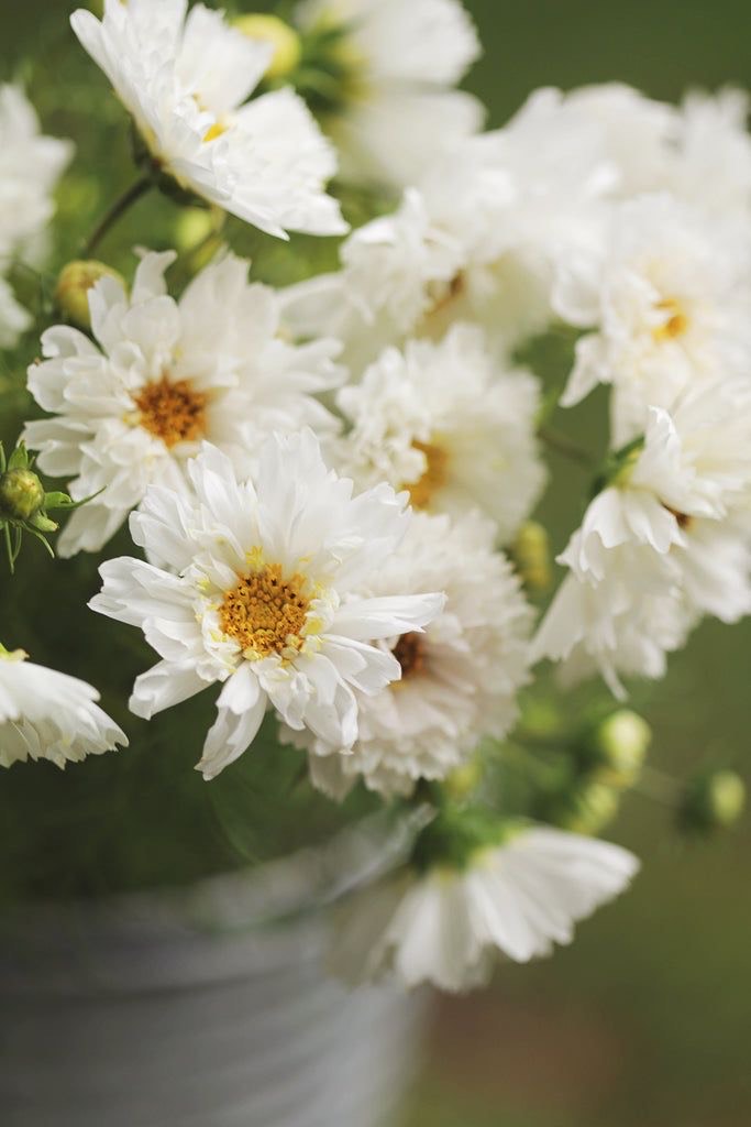 Cosmos - Double Click, White Puff
