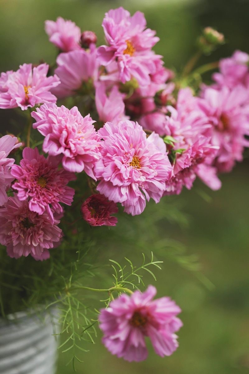 Cosmos - Double Click, Rosy Bon Bon