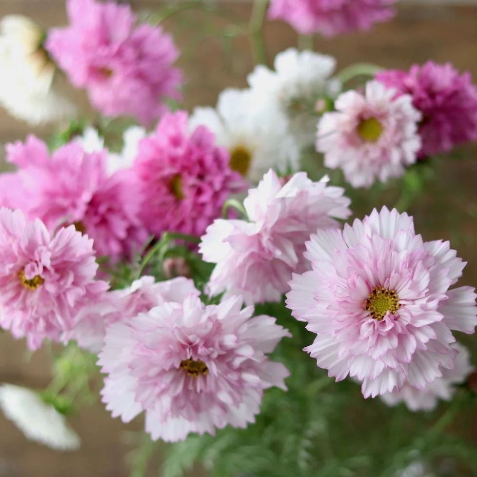 Cosmos - Double Click, Bicolour Pink Puff