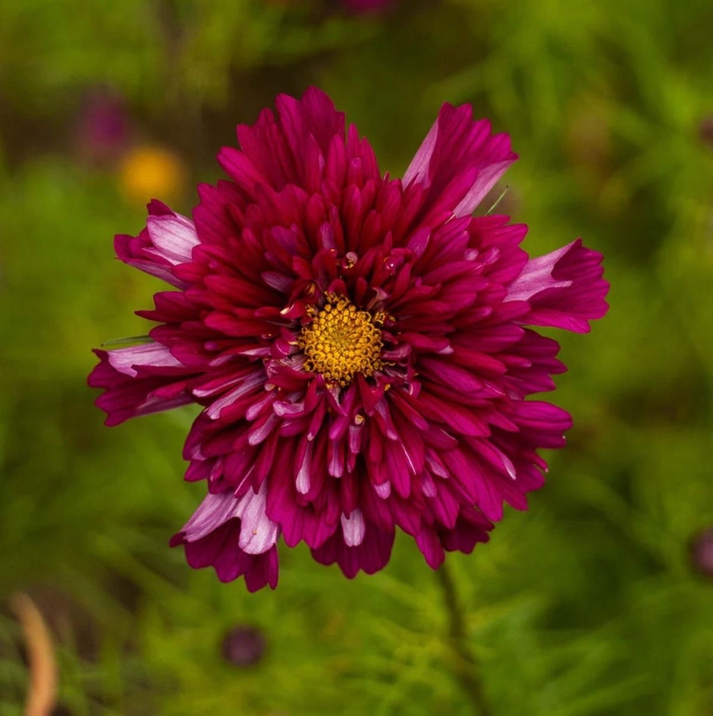 Cosmos - Double Click, Cranberry