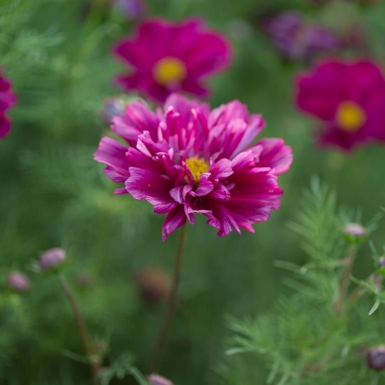 Cosmos - Double Click, Cranberry
