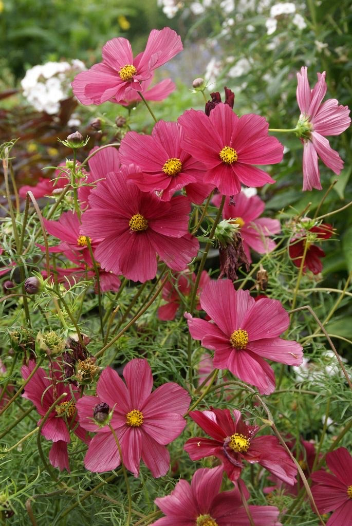 Cosmos - Ruby