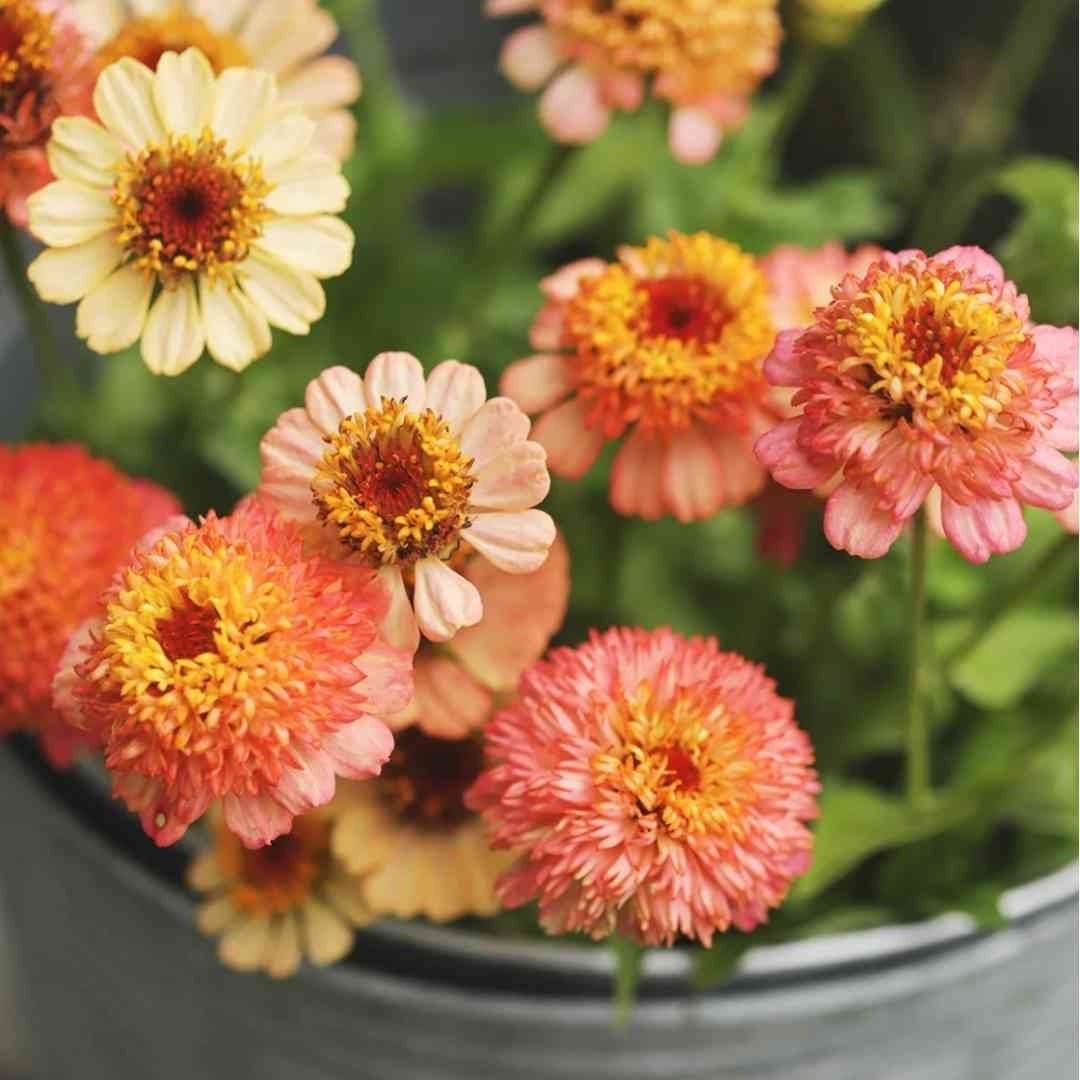 Zinnia -  Peachy