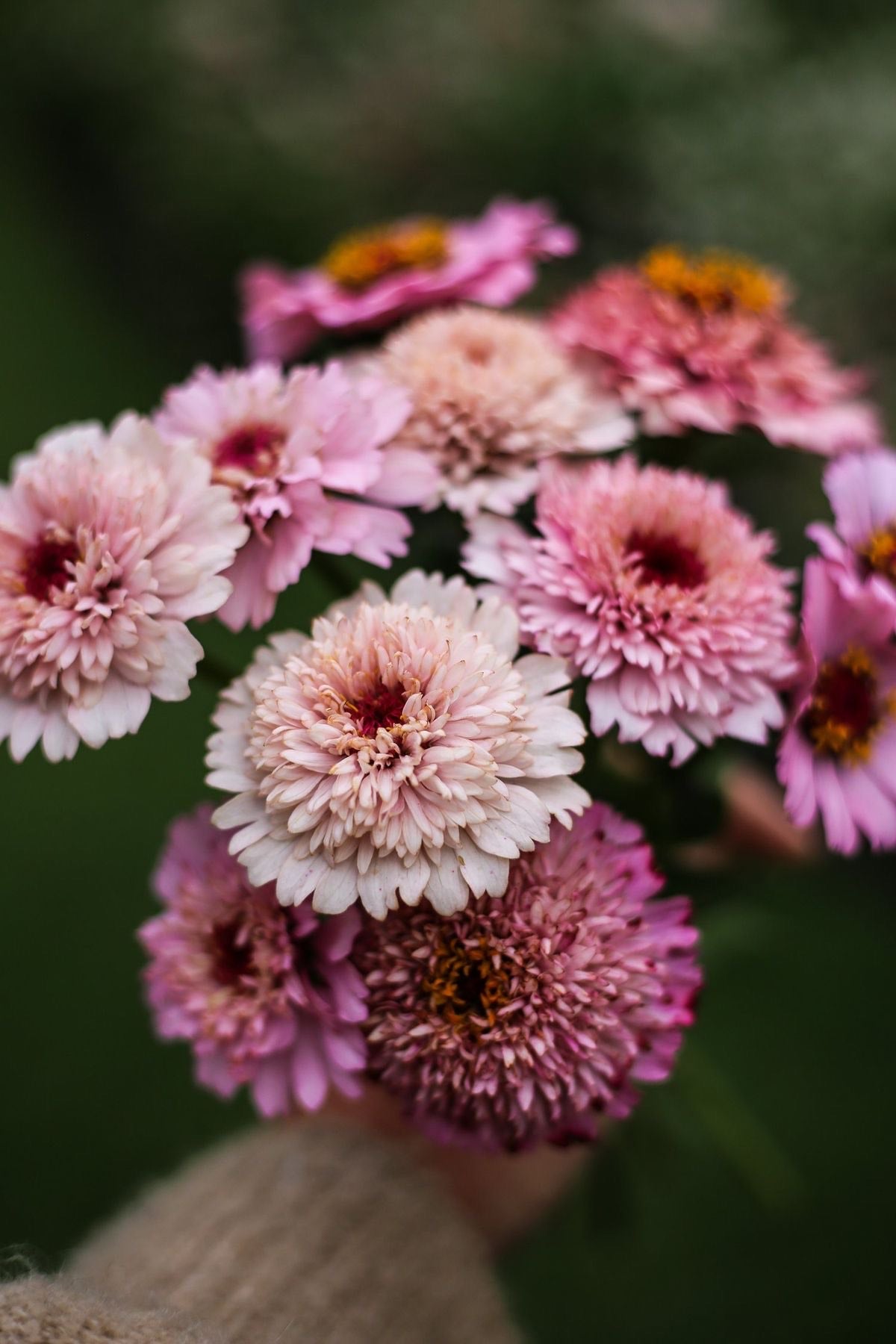 Zinnia - Lilac