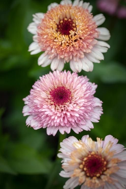 Zinnia - Lilac