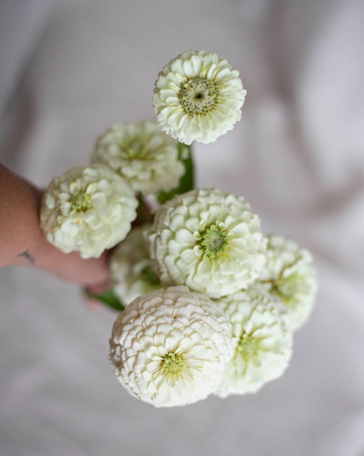 Zinnia - White