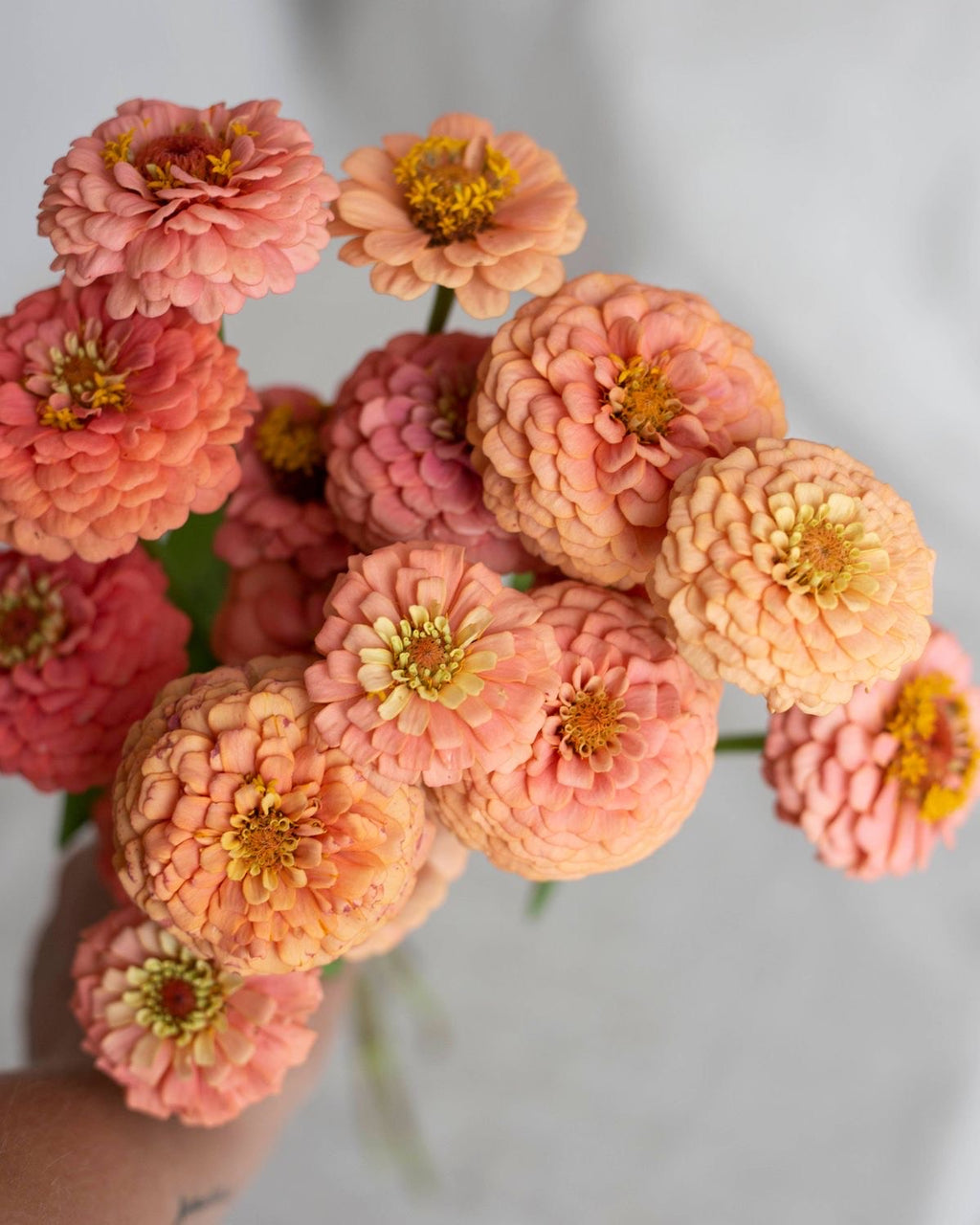Zinnia - Salmon