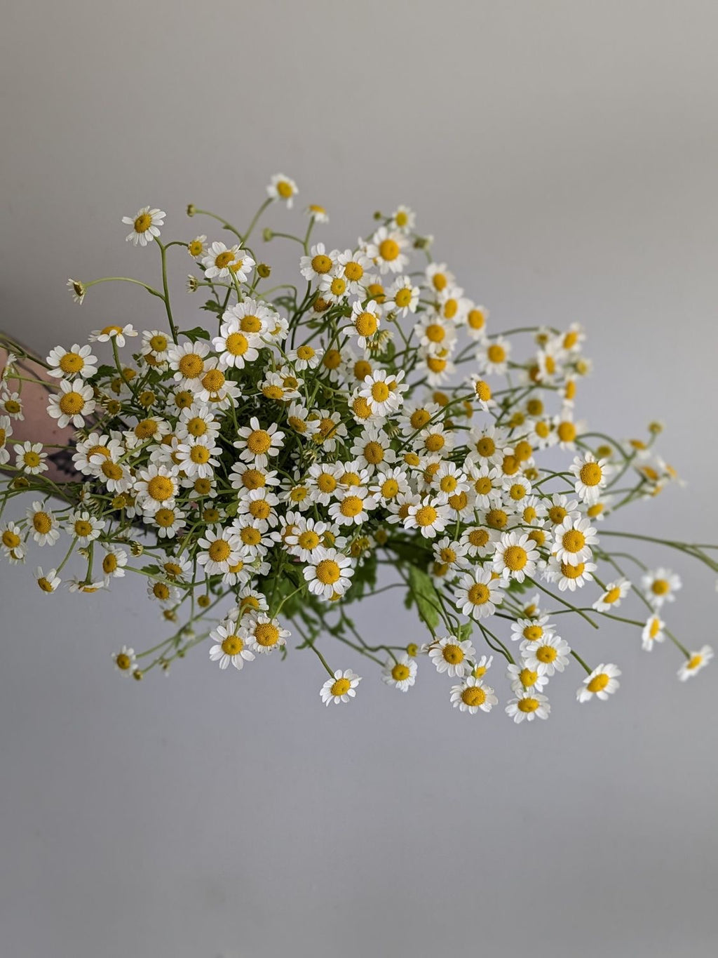 Feverfew