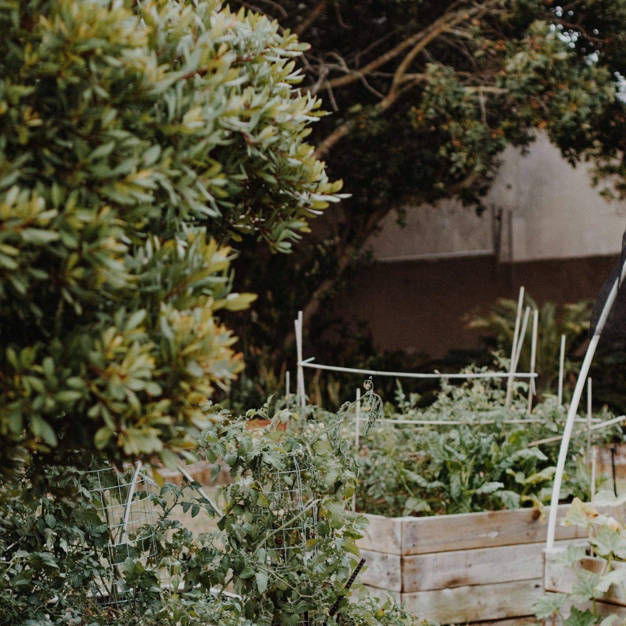 GRANDMA'S GARDEN: WHITE MUSK / BASIL / NEROLI / BERGAMOT ROOM SPRAY